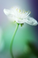 XL deursticker wit bloemetje_554317846
